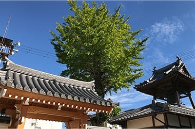 政源寺境内の大銀杏